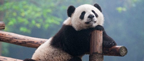 Pandas, Chengdu Research And Breeding Centre