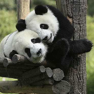 13 Days Grand China with Pandas