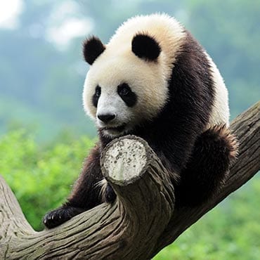 11 Days Best of China + Panda Luxury Tour