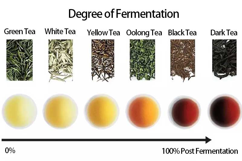 Figura 2- tè e fermentazione 
