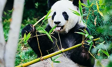 Chengdu pandas at the Giant Panda Breeding and Research Centre