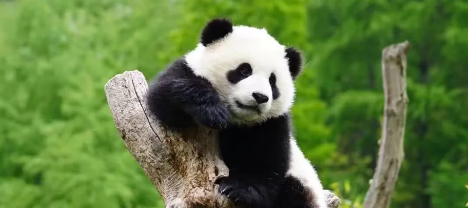 Get up close with a panda