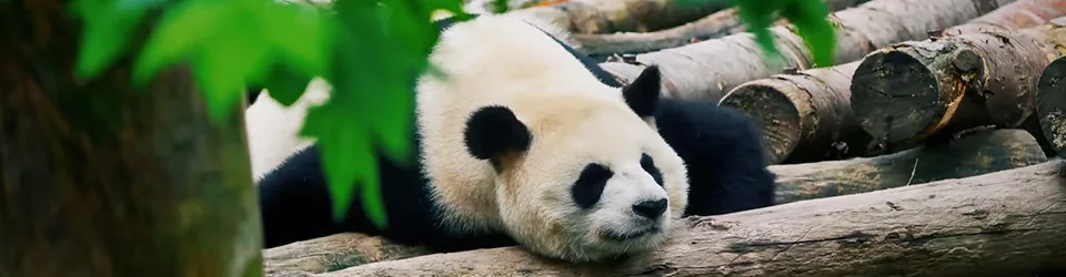 Experience the magic of giant pandas with your family on an unforgettable panda volunteer tour designed to educate, inspire, and create lasting memories together. Spend time at one of several family friendly programs that provide the opportunity to learn about pandas in their very own habitat.