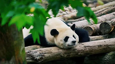 Get up close with a panda