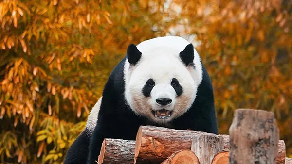 Beijing Zoo stands out among family friendly activities while on tour in China. Different to the many traditional cultural attractions and modern day commercial bent of theme parks in China, Beijing Zoo is worth every minute you can set aside to explore. It blends natural discovery with the thrill of getting up close with pandas in a setting that has been created and curated over many decades. Getting there is easy, with options available by train, subway, taxi, or car. The zoo has several dining venues onsite, is well catered for in terms of restroom and water facilities, and provides a combination of education, fun, and nature in a welcoming environment. Perfect for families and travelers of all ages.