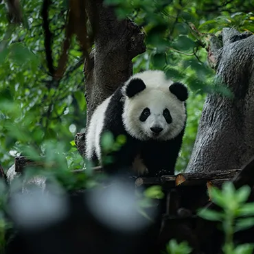 Day Tour of Chongqing Highlights & Giant Pandas